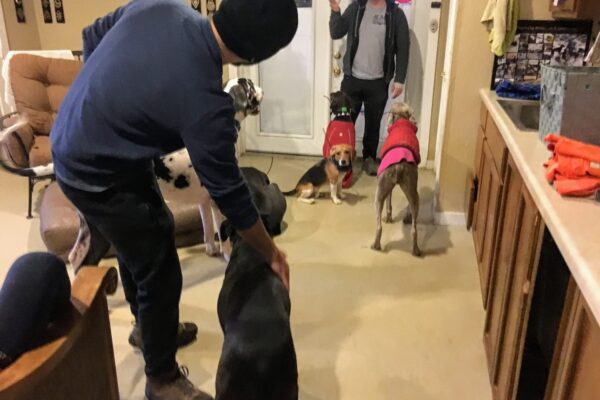 Dog Day-care