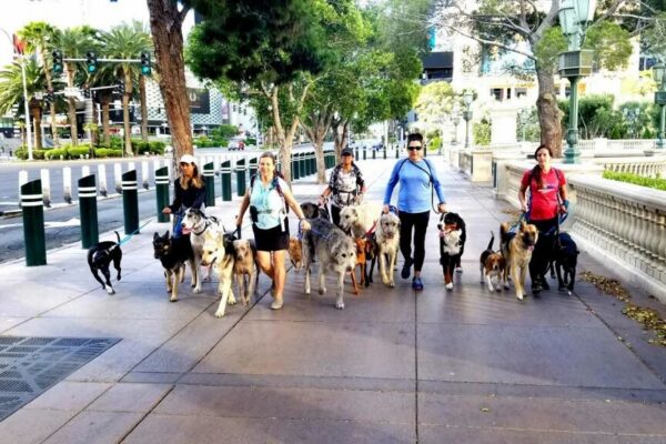 Dog pack behavior training