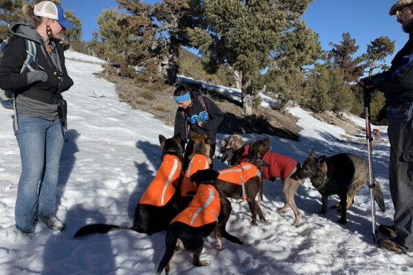 Rescue dog training