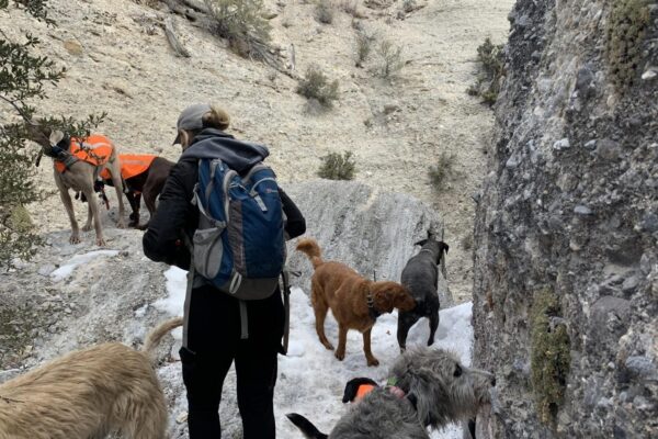 dog boarding and training in Las Vegas