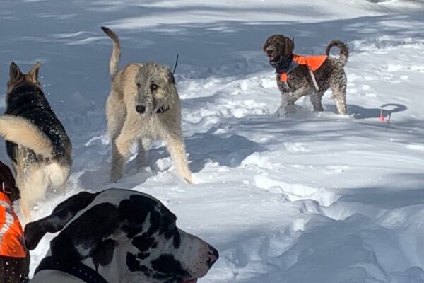 Dog Enrichment