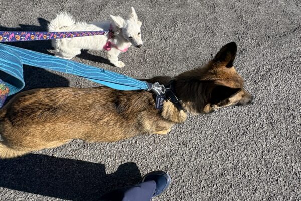 Dog Socialization