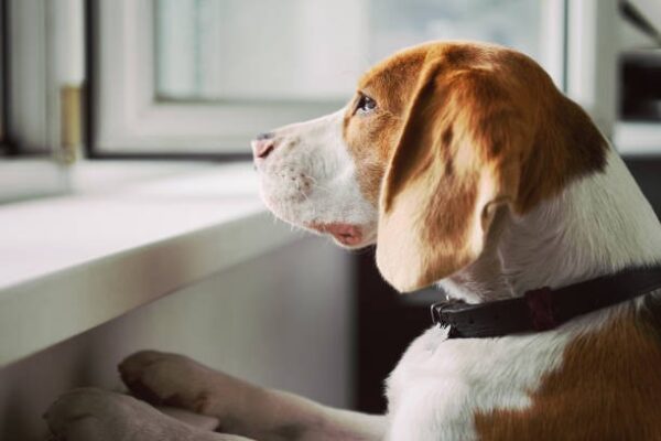 Dog Separation Anxiety
