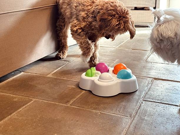 dog fitness and exploration