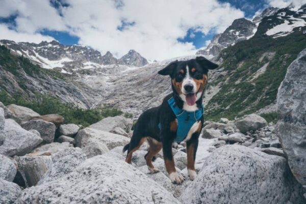 Dog Adventures