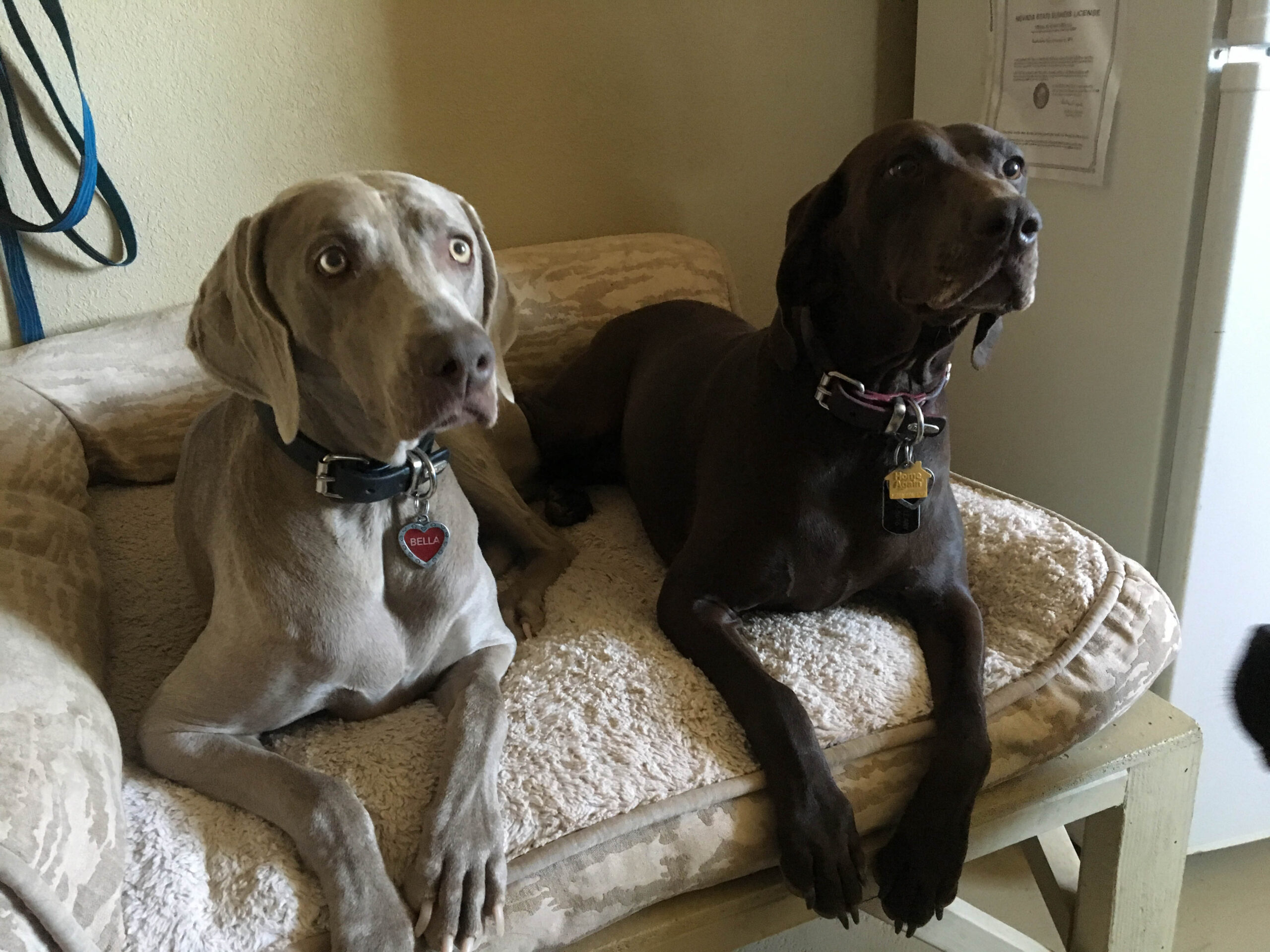 Boarding — dogs chilling in zen den