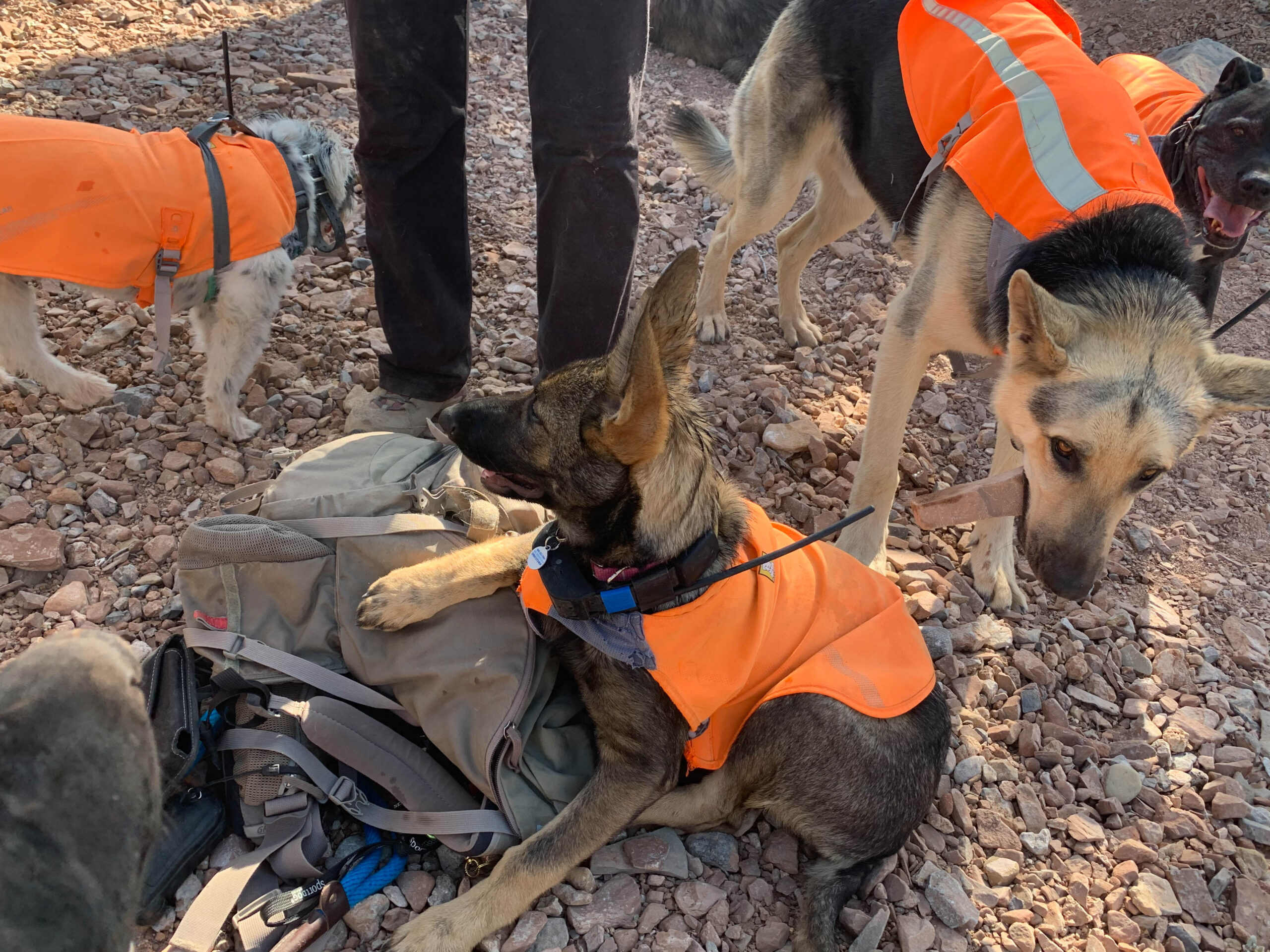 Calm pack with safety vests on hike