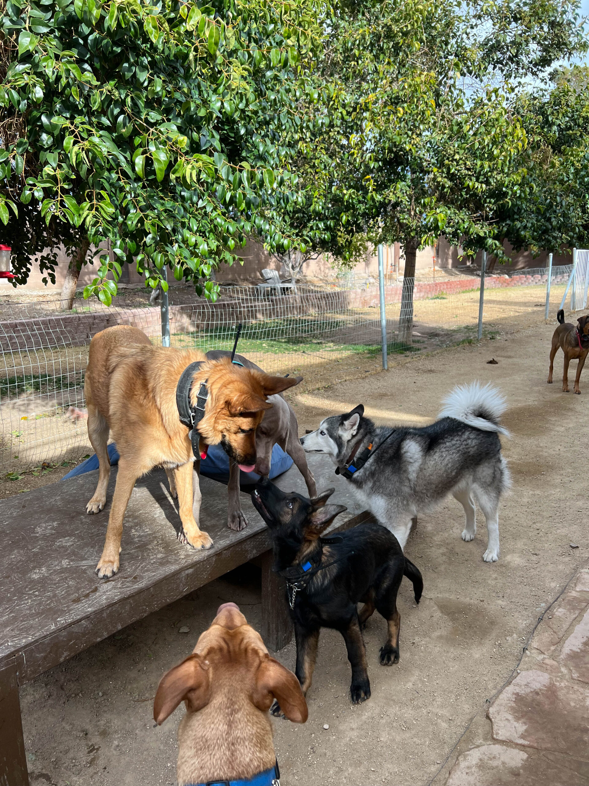 Dogs decompressing calmly in backyard
