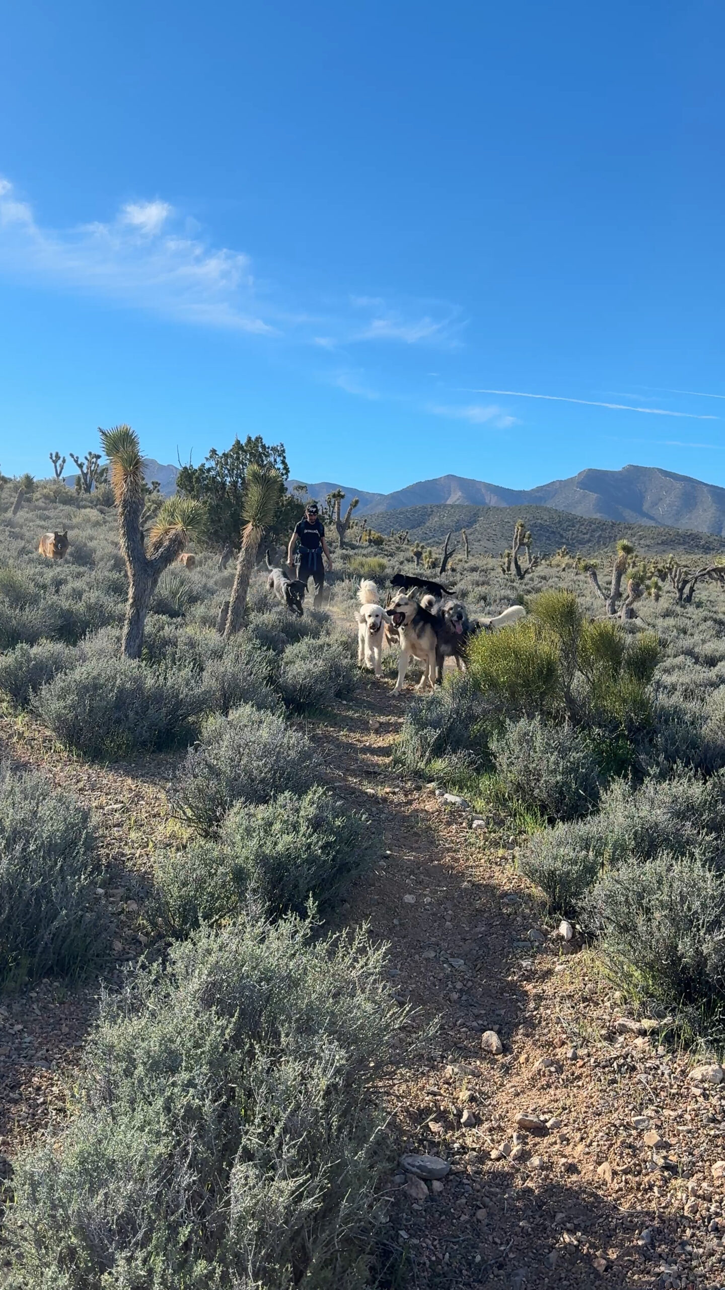 Dogs alive and running on desert trail