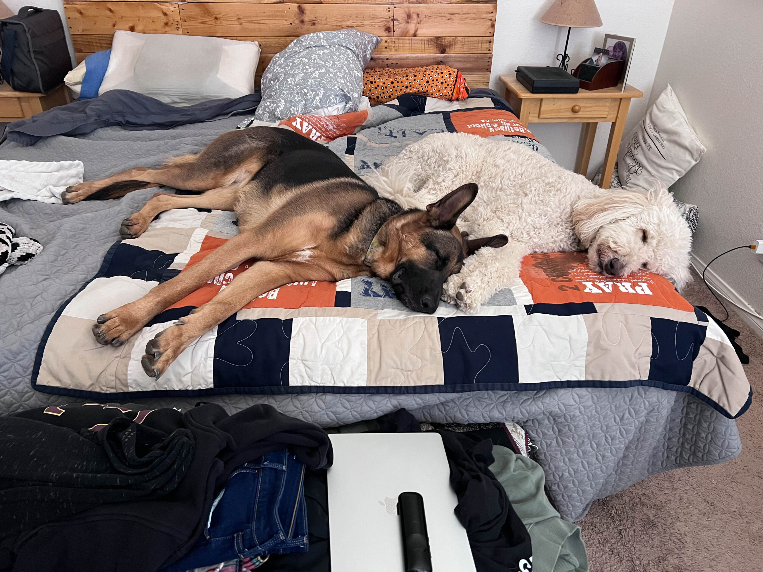 Happy dog post-hike — fulfilled and calm