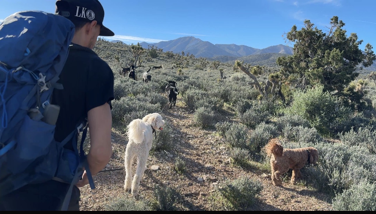 Adventure pack on wilderness trail
