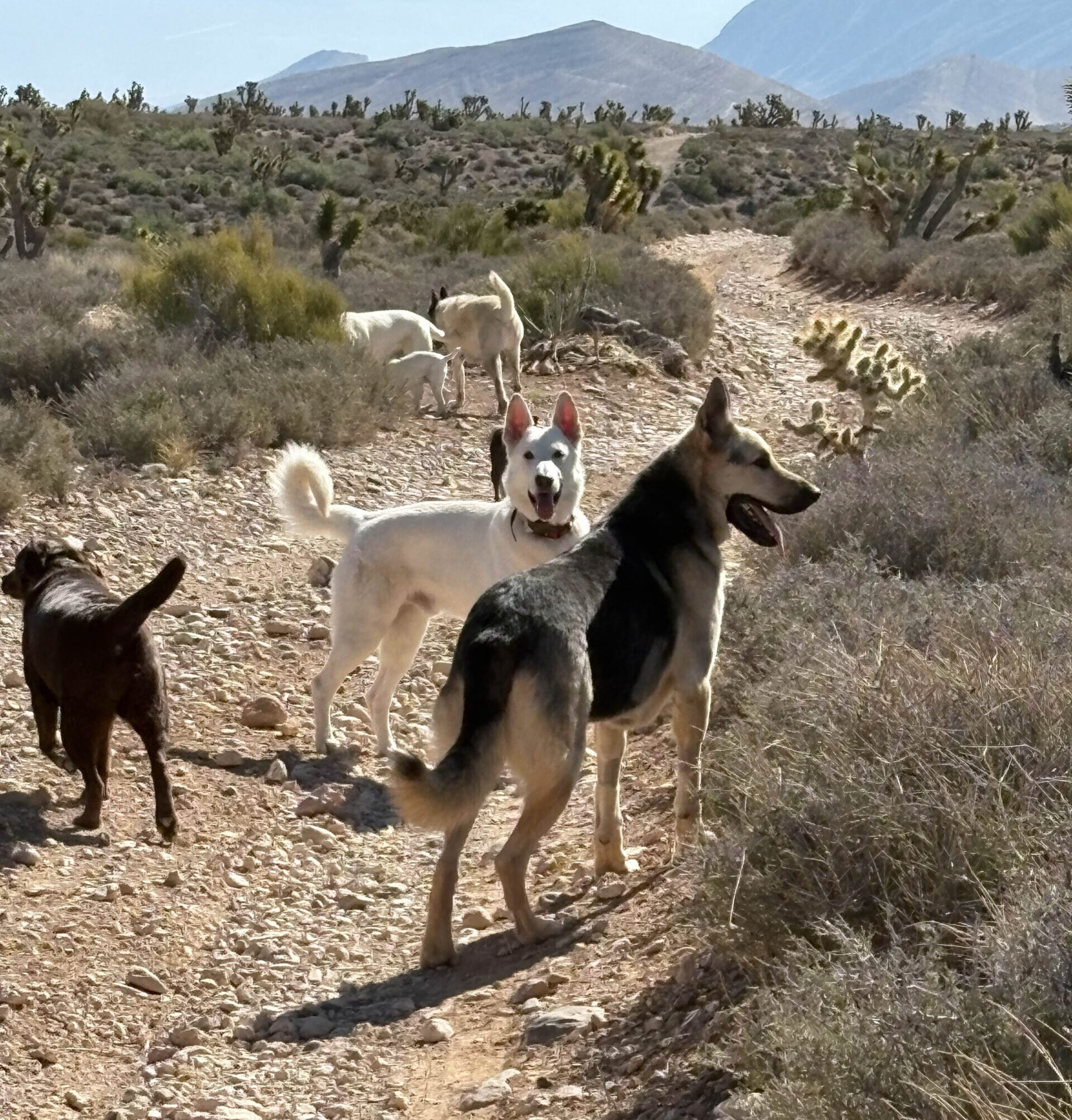 Stable pack group — proven over years