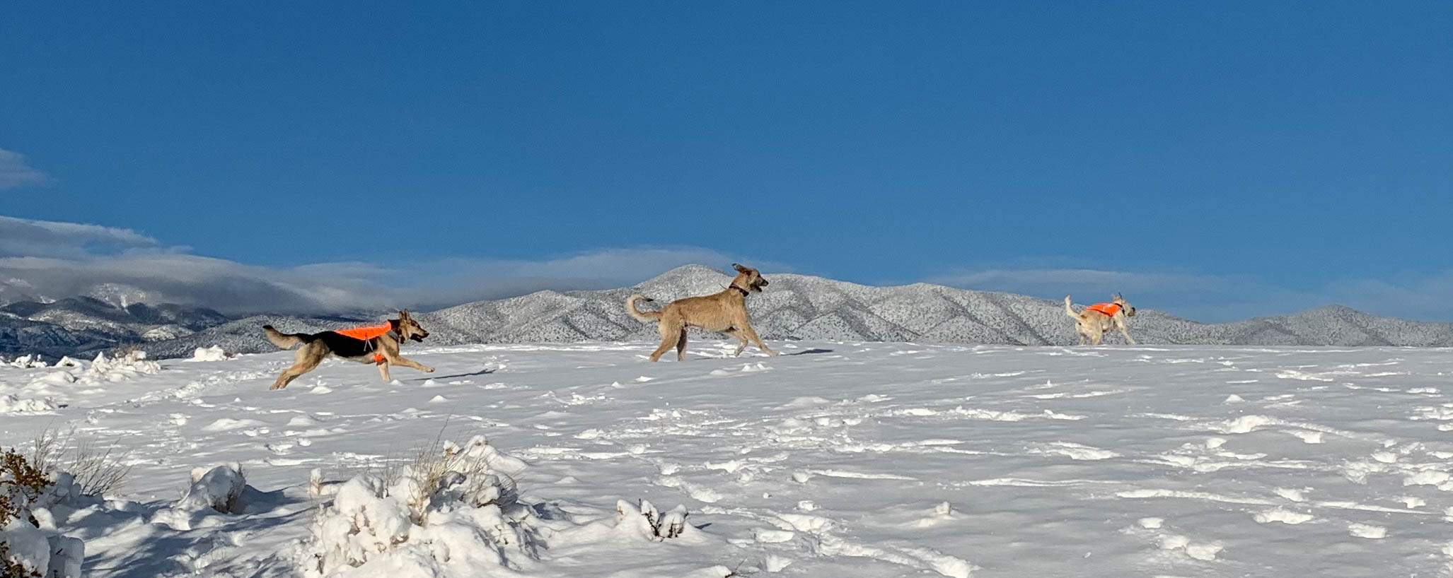 Dogs racing in snow with mountain backdrop